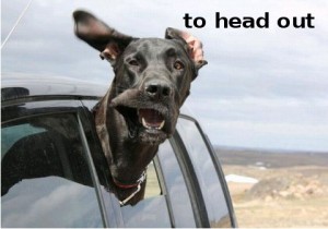 dog_head_out_window_funny